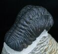 Nicely Prepared Inch Phacops Trilobite #5755-2